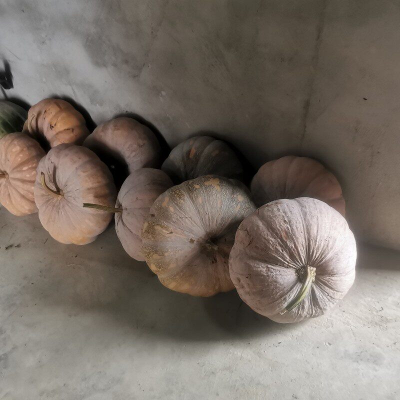 磨盘南瓜老品种黄皮南瓜雕刻老南瓜粉糯甜重庆自种低热量圆南瓜