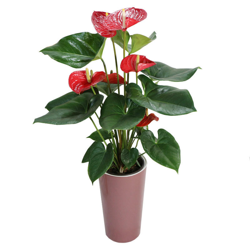 红掌植物盆栽花卉室内大盆办公办公会办公会议会议室花卉