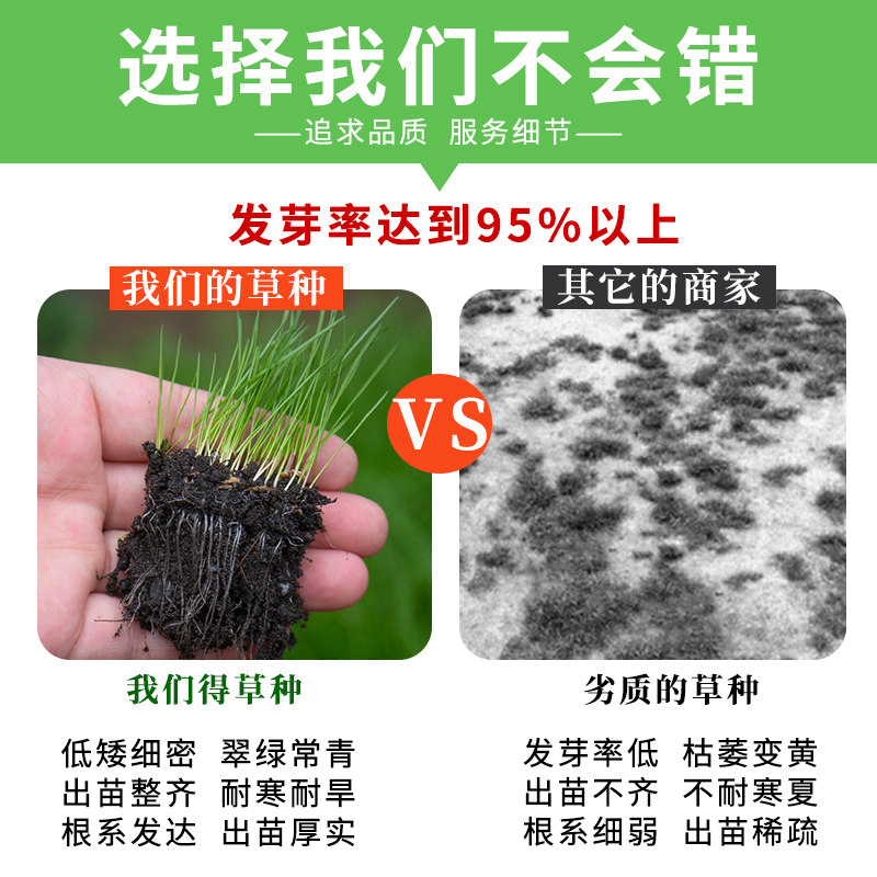 草坪种子草籽四季常青绿化护坡牙根百慕百慕大家庭园艺种子