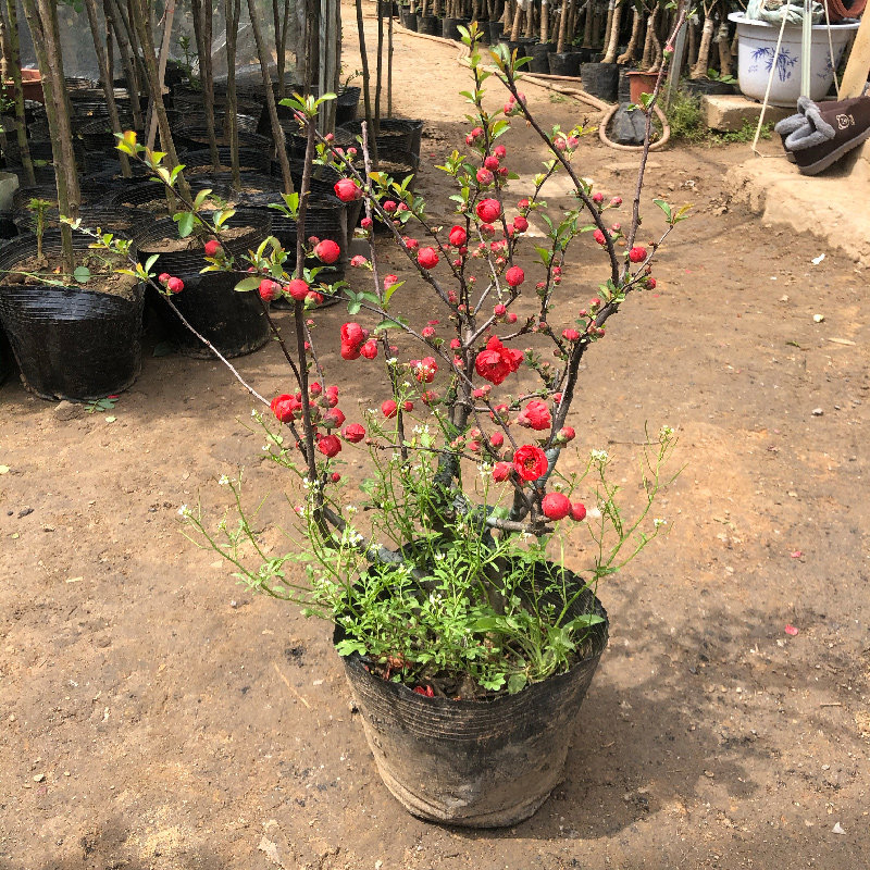 海棠花盆栽花苞树苗老桩盆景庭院好养四季易活花卉