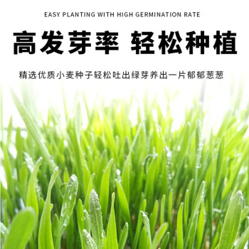 cat grass potted seeds soilless hydroponic fur grass catnip wheat potted seedlings potted kitten snacks