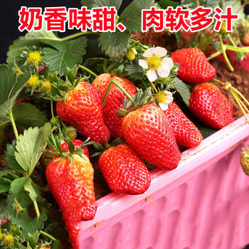 Four Seasons Strawberry Seeds 500 ແຄບຊູນ
