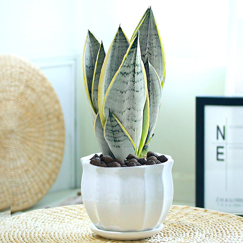 白雪虎皮兰高高矮品种植物室内大盆盆栽虎尾绿植