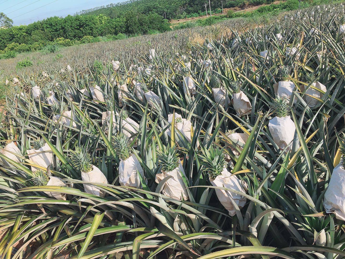 海南金钻凤梨菠萝无眼时令新鲜热带水果特产现摘菠萝