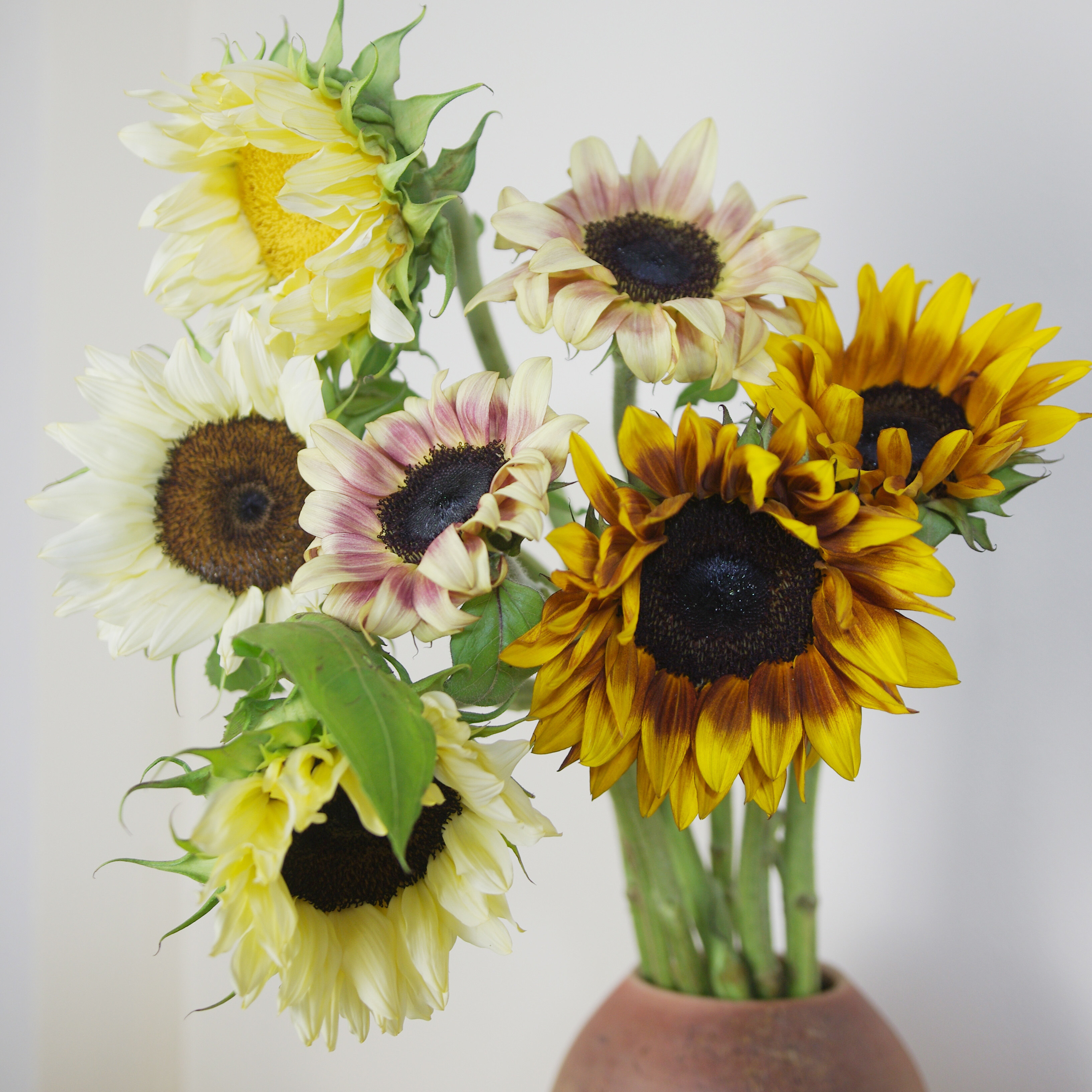 梵高高的向日葵奶油油画檀香香酒红色巧克力太阳花鲜花速递同城