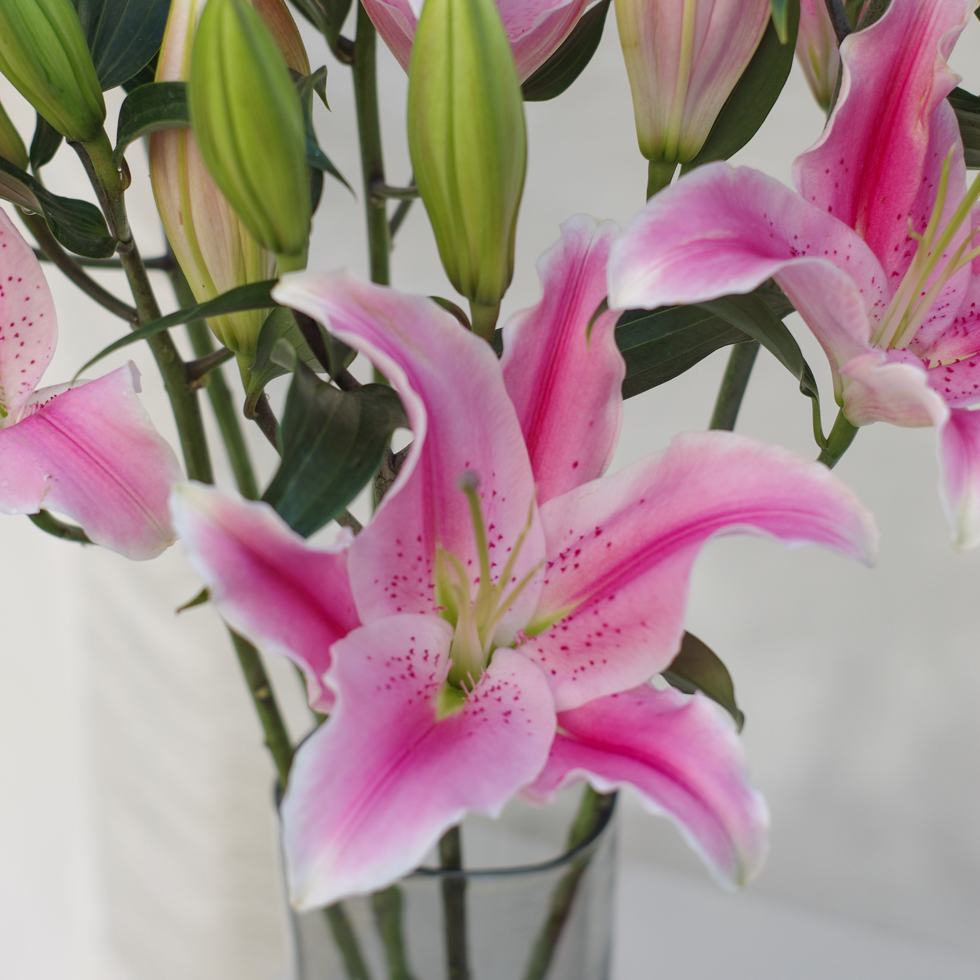 重瓣百合鲜花冰美人蜜糖水晶伊莎贝拉红双喜赞美士小公主云南直发