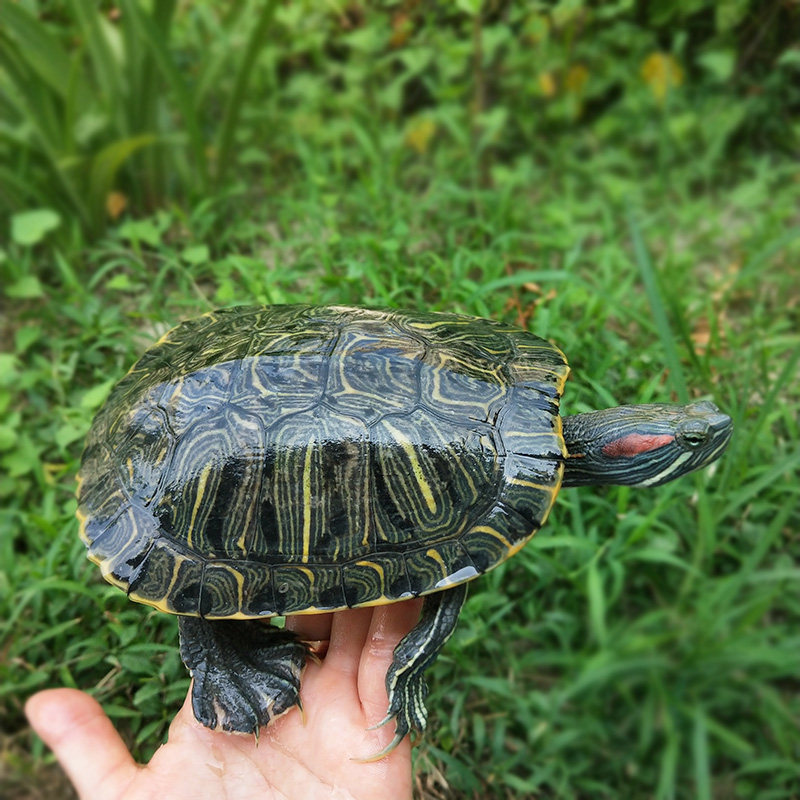 乌龟巴西活体宠物观赏龟招财大活物成年公龟龟