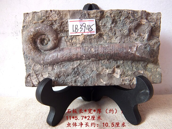 天然喇叭角石化石饰品摆放原石抛光动物石材摆件