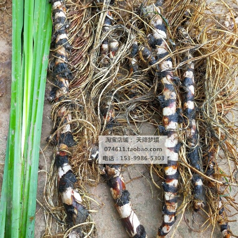新鲜臭蒲根现挖水菖蒲根白菖蒲带须水菖蒲根1500克包邮