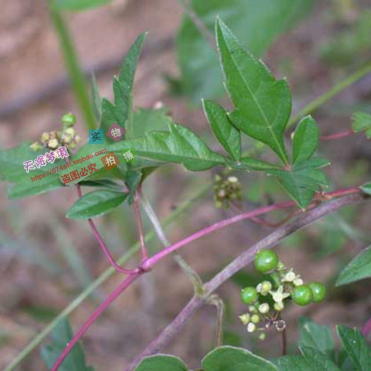 野生白敛 九牛力 见肿消 野红薯 新鲜白蔹500克 白蔹鲜货下单现挖