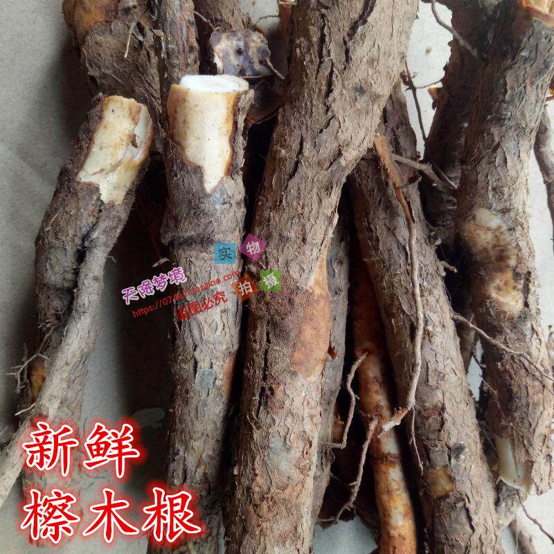 檫木根花楸树半风樟檫树枝叶檫树皮檫树根现挖新鲜檫木根