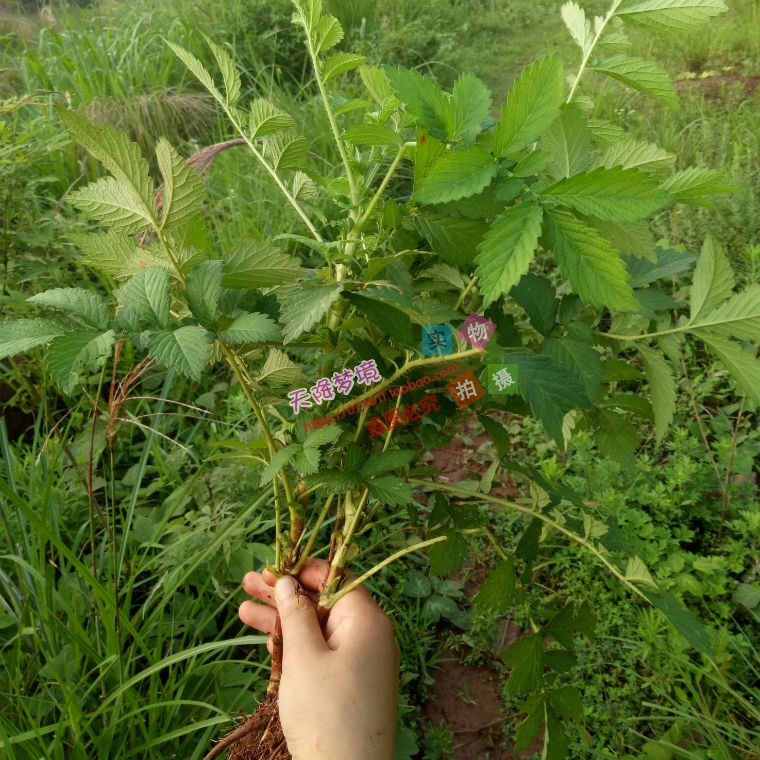 一斤包邮 克 500 子母草现采 龙牙草 脱力草 野生要材新鲜仙鹤草