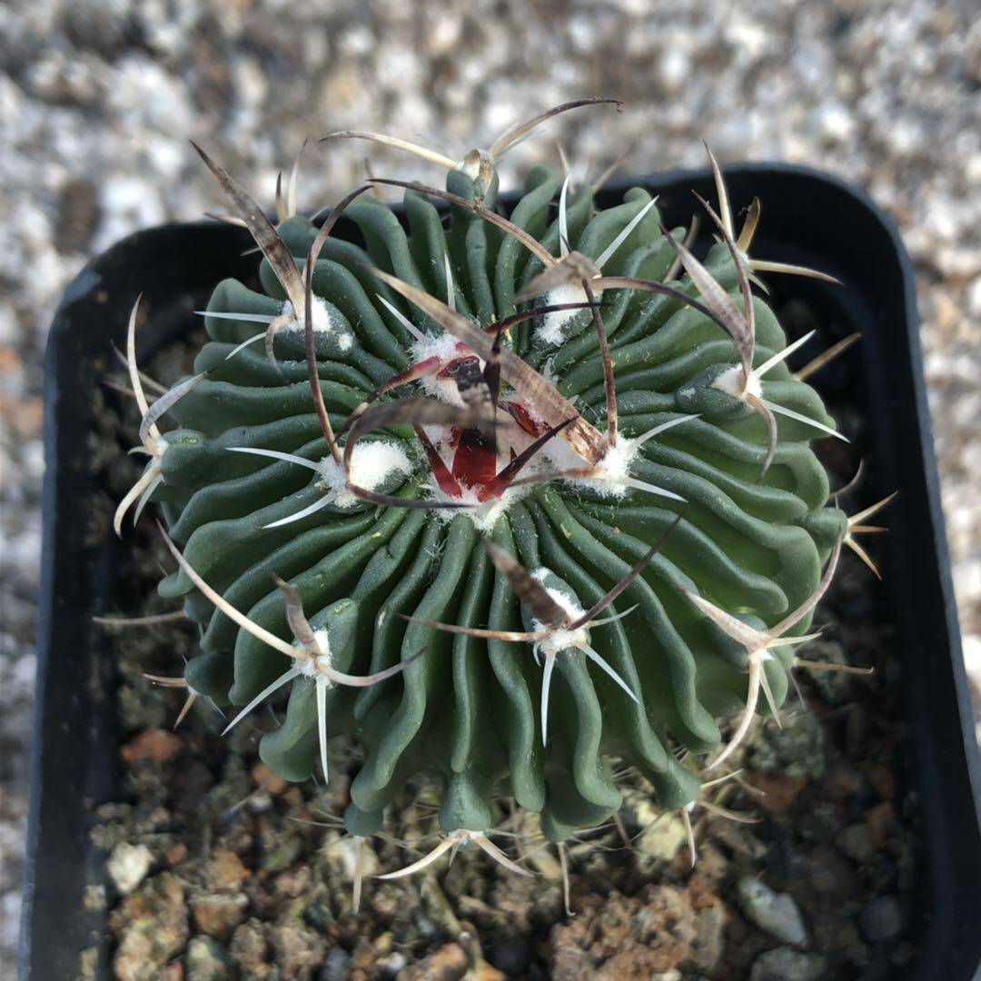 仙人多棱实生开花花球千波万球多植物室内甲醛多肉植物