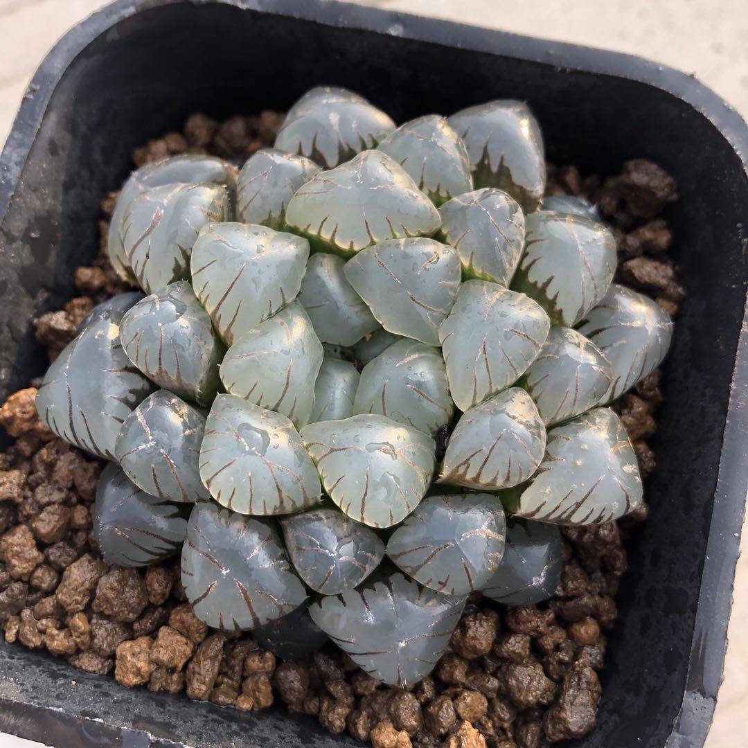 ob1玉露ob1十二卷属多肉植物透亮实物拍摄多肉植物