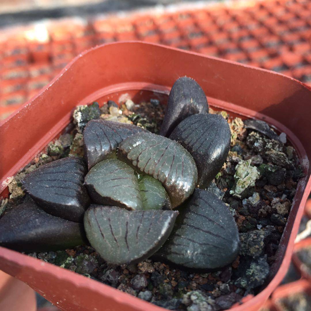 日月潭十二玉露百合合科植物盆栽花卉绿植多肉植物