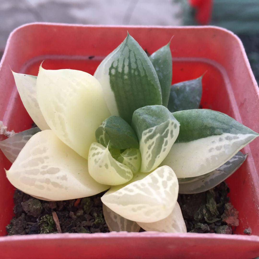 玉露宝草一物一拍品相十二卷属多肉植物多肉植物