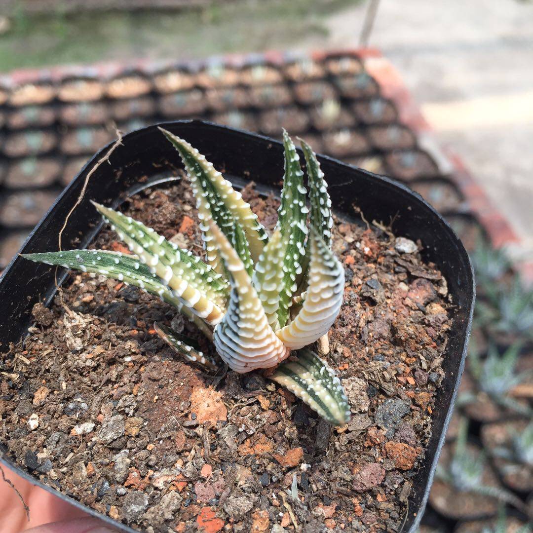 十二稿锦拉丝斑锦硬叶白纹卷属多肉植物一物多肉植物