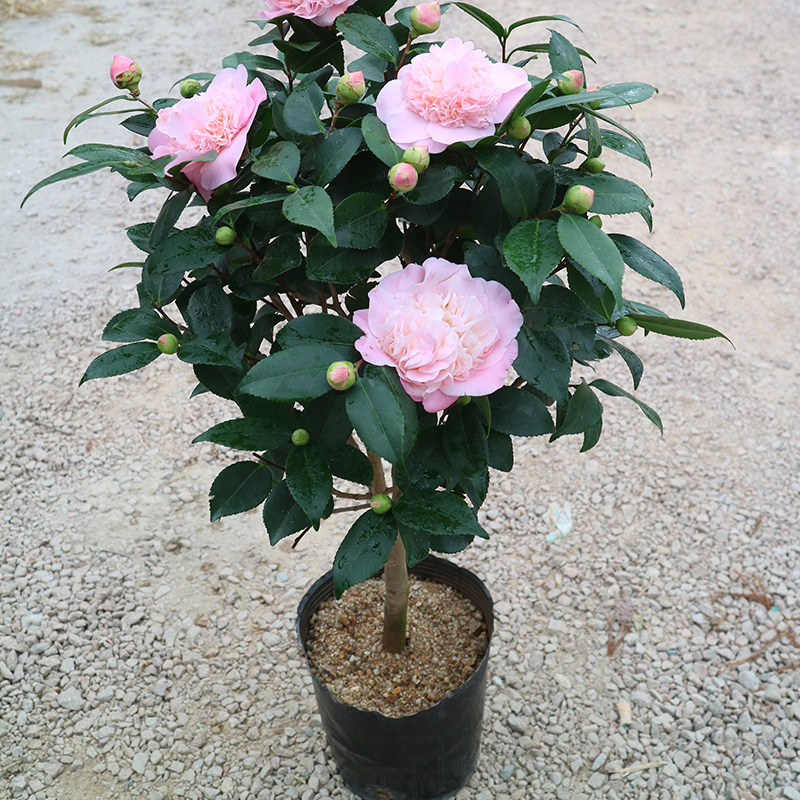 福建精品山茶锦上添花又名西施红唇盆栽茶花树苗时令草本花卉