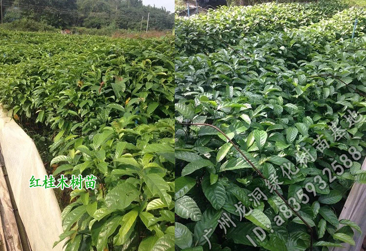 胭脂木苗红桂小苗庭院常绿行道绿化盆栽地栽绿植