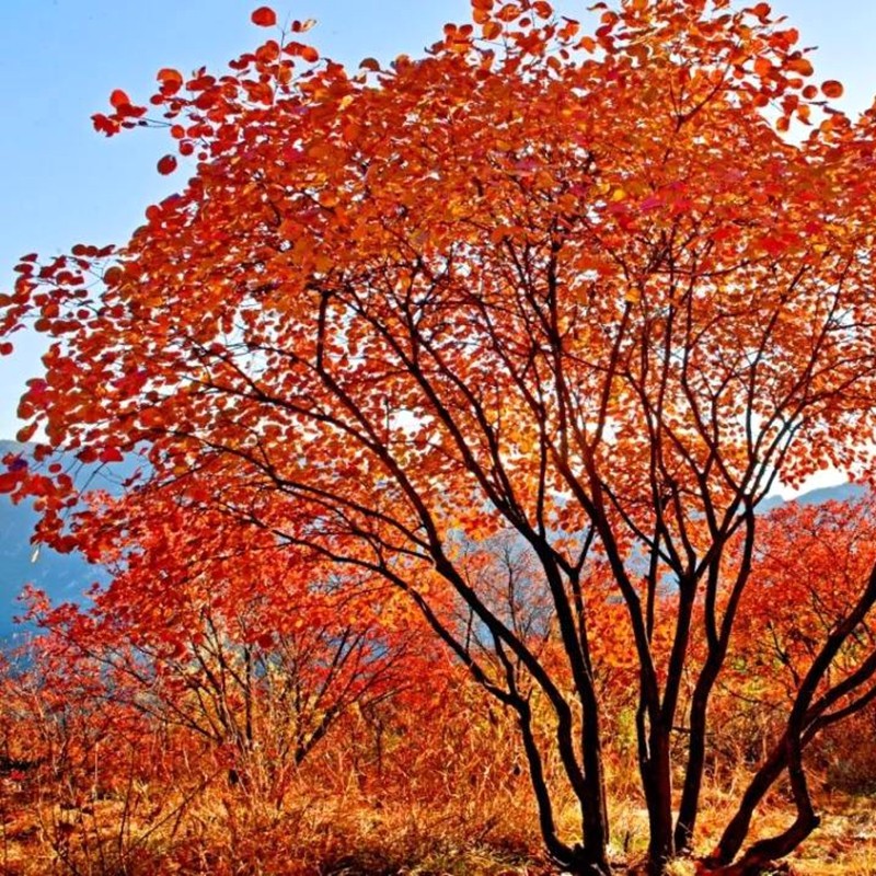 黄栌树种子黄栌种子红栌种子林木种子种子彩色绿化树种子19年新货