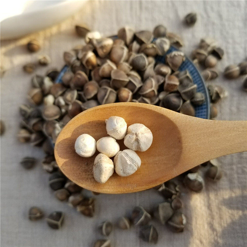 辣木中药材木子印度进口正品保证500克包邮新货其他药食同源食品