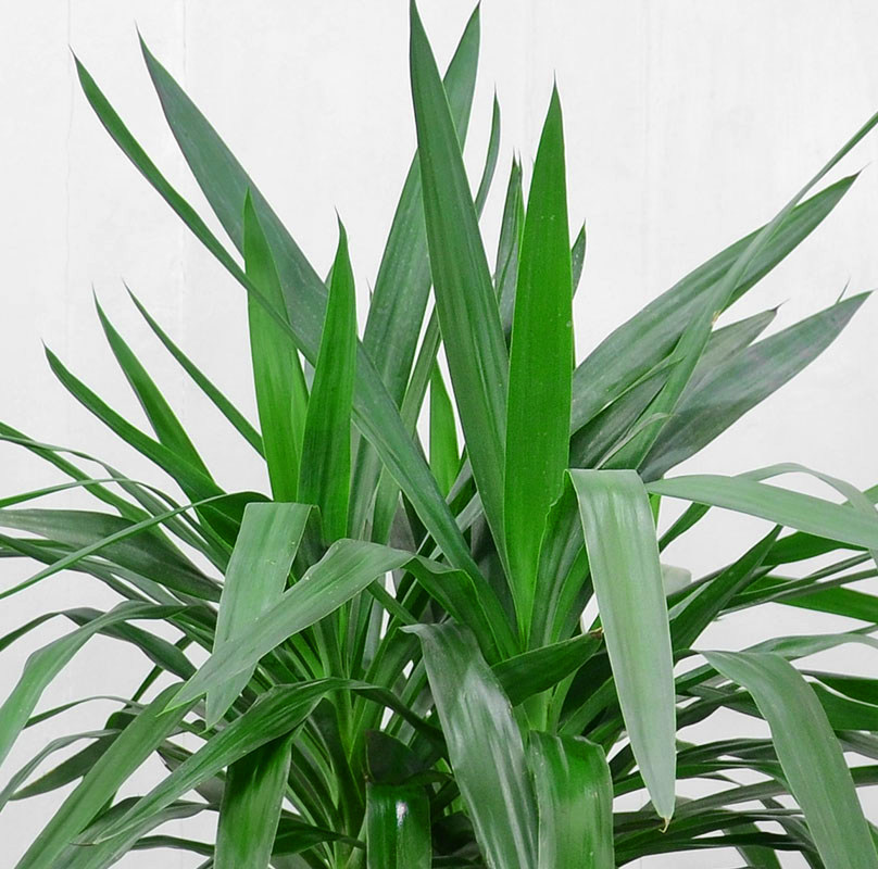 金叶子室内外耐寒耐干常绿甲醛庭院阳台盆栽老桩绿植