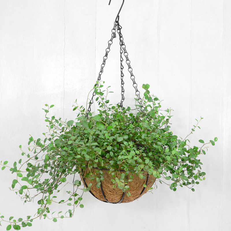 千叶吊兰婚纱吊兰千叶草办公桌面室内盆栽花卉植物绿植净化空气