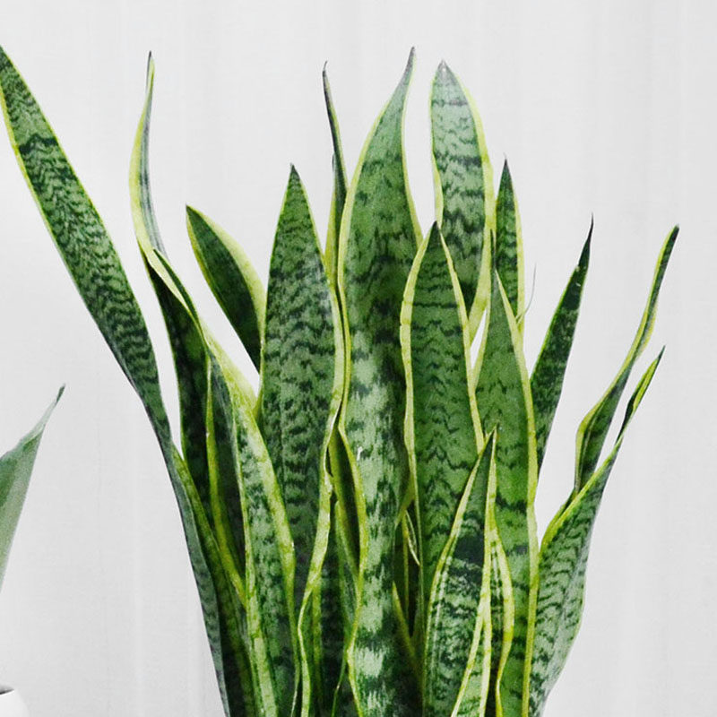 长叶虎皮兰 金边虎尾兰室内植物吸甲醛盆栽花卉成都办公室绿植 - 金
