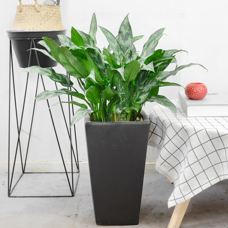盆栽黑美人绿植办公办公室室内常绿净化空气耐阴观叶植物绿植