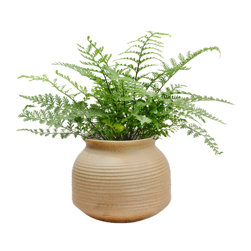 吉姆蕨耐耐寒好养绿植盆栽室内窗台阳台四季绿植