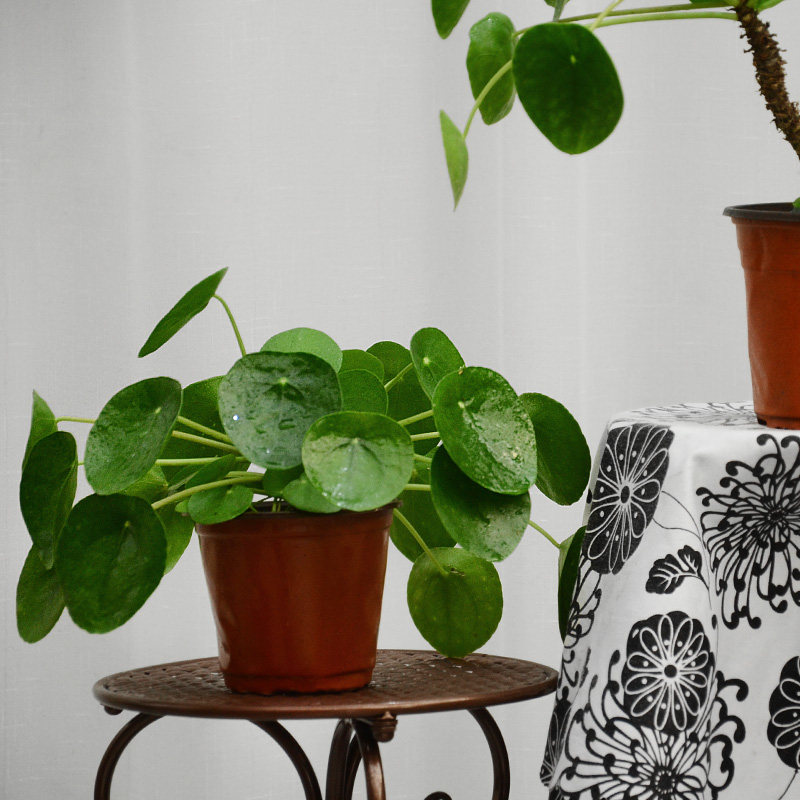 老桩镜面草绿绿植盆栽ins北欧网红室内桌面绿植