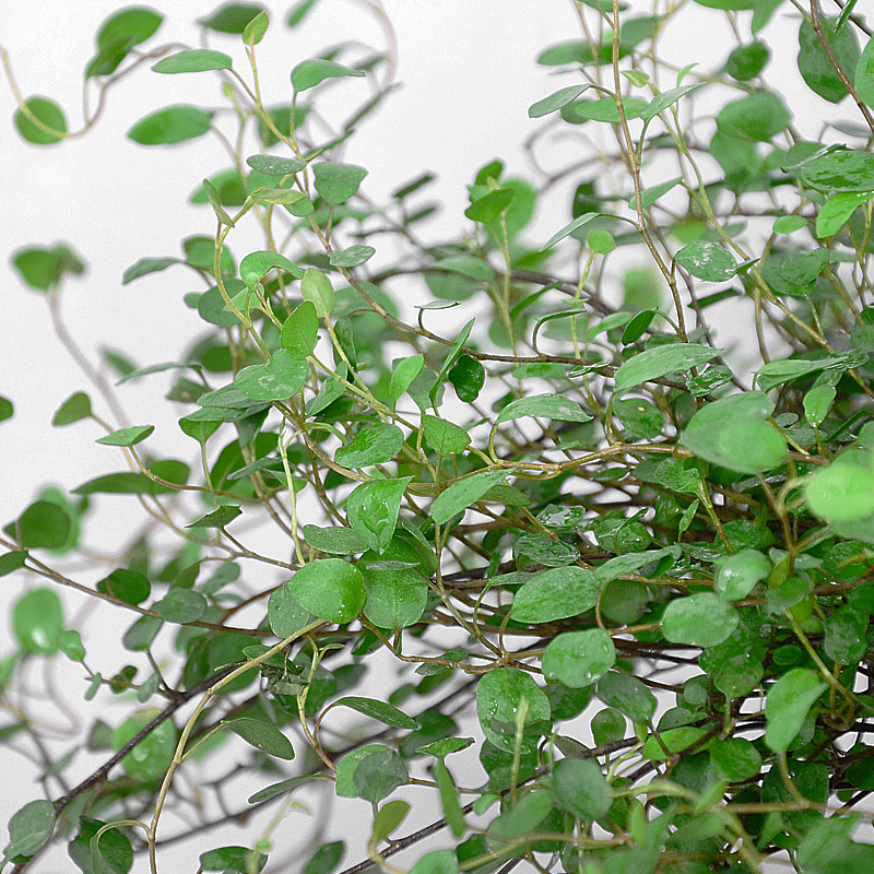 千叶吊兰婚纱吊兰千叶草办公桌面室内盆栽花卉植物绿植净化空气