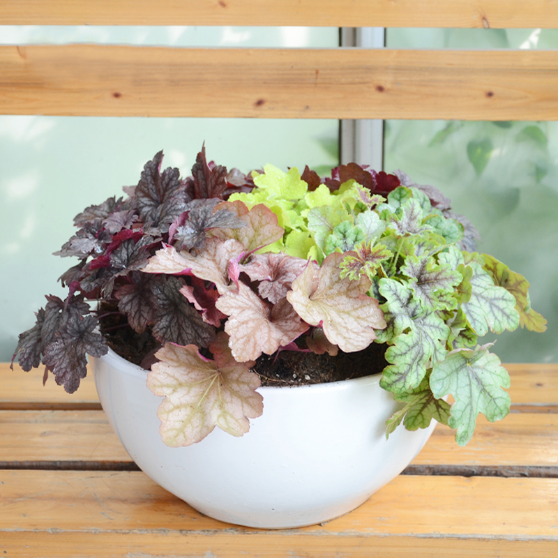 矾根 植物盆栽花卉成都金叶子美观好看好养