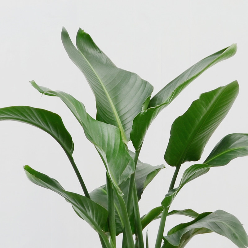 天堂鸟观叶鹤望兰成都室内盆栽植物办公室花卉绿植除甲醛阔叶盆景