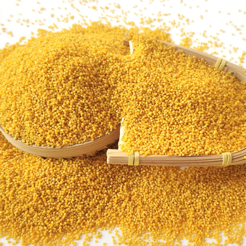 小米黄小米山西武乡农家香糯粘稠新米米粥五谷杂粮小米