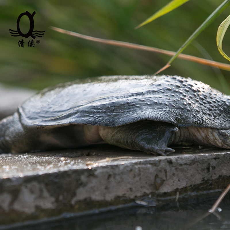 清溪花鳖银牌稻田放养有机甲鱼1516斤活体鱼水甲鱼