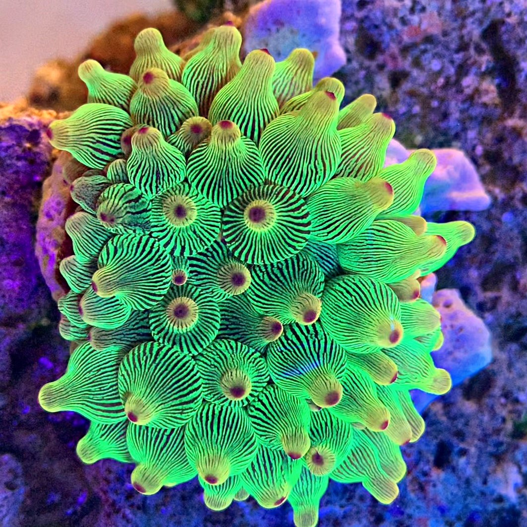 奶嘴海葵地毯小丑鱼公主活体珊瑚软体lps新手其它水族宠物