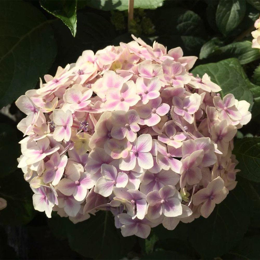 绣球花都之韵新品紫阳花日本重瓣旋律庭院盆栽时令草本花卉