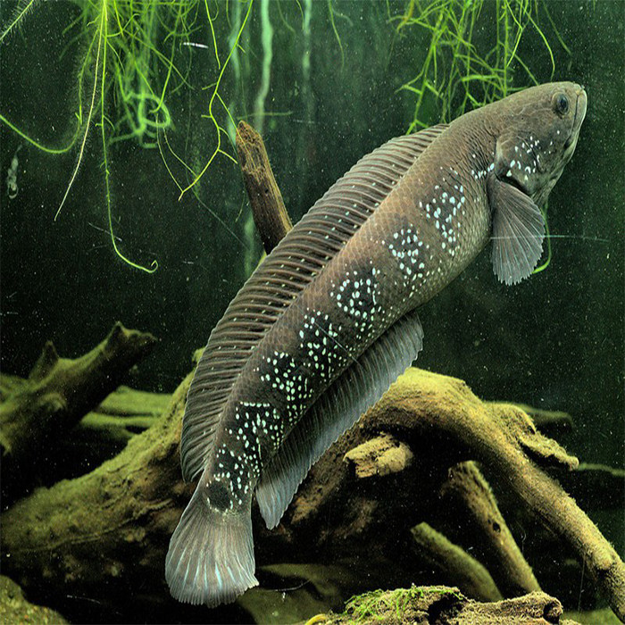 鱼苗七星花星月鳢观赏食用淡水雷龙养殖活体鱼