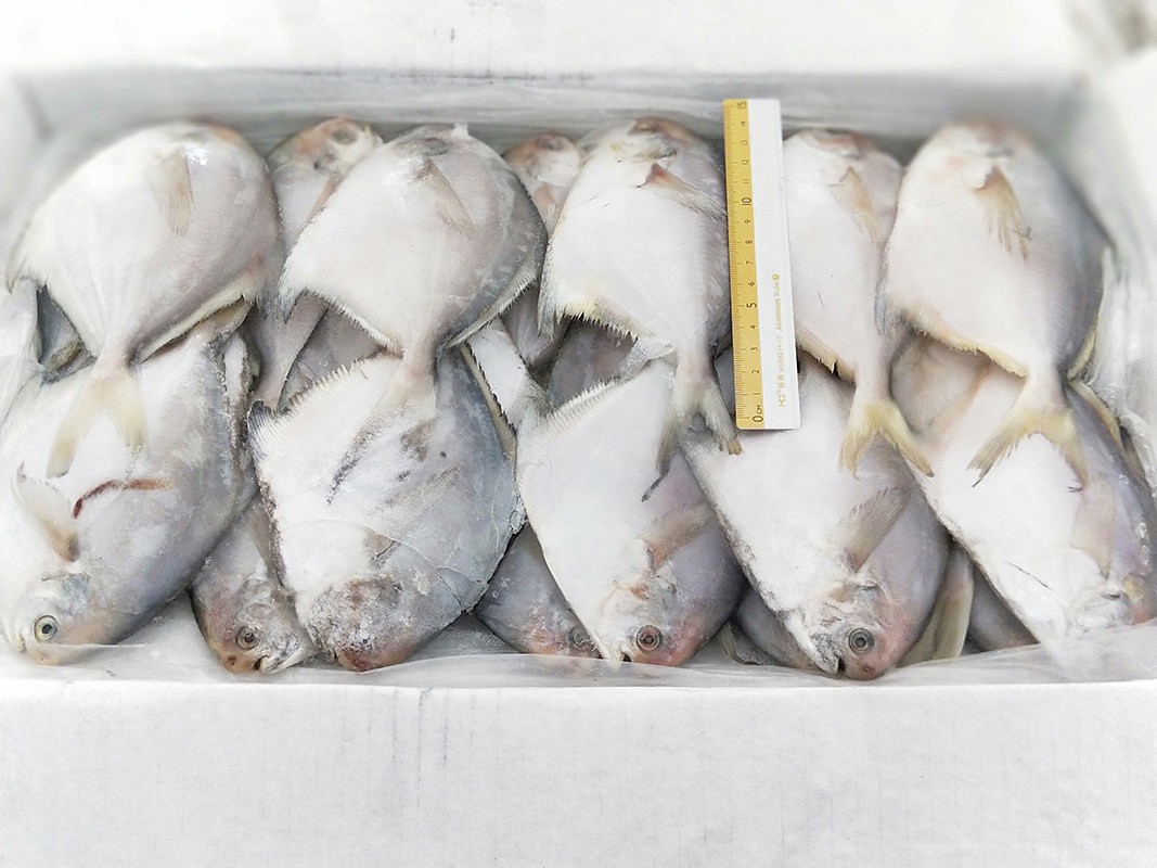 晶鱼青岛海鲜新鲜鲜活深海冷冻平鱼鲳鱼5斤鲳鱼