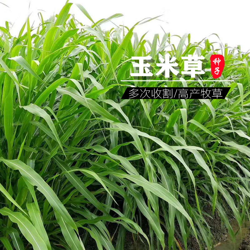 大力士甜高粱牧草高丹王养殖草种子
