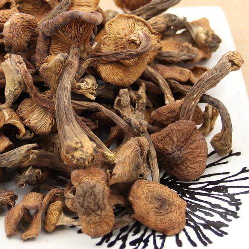东北野生榛蘑干货榛菇臻磨500g特级黑龙江省土特产香菇类