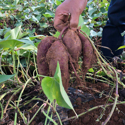 新鲜现挖云南紫薯10斤装 大小地瓜红香番薯非越南薯紫山芋头