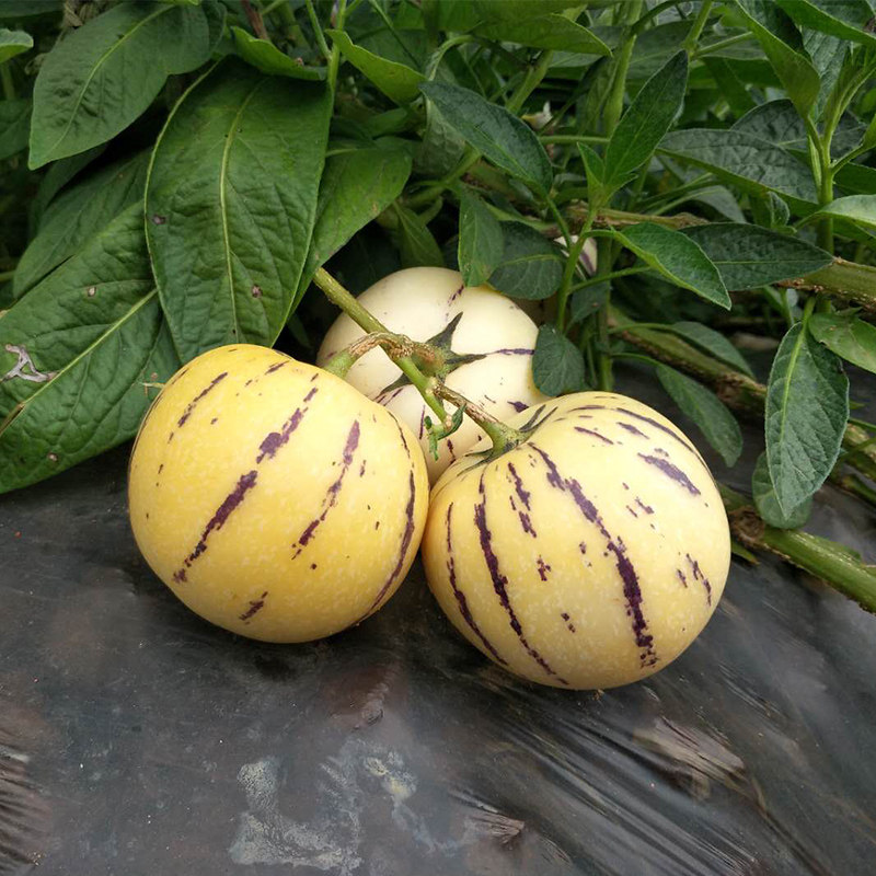 人生果大5斤包邮新鲜当季云南石林人参果圆果人参果