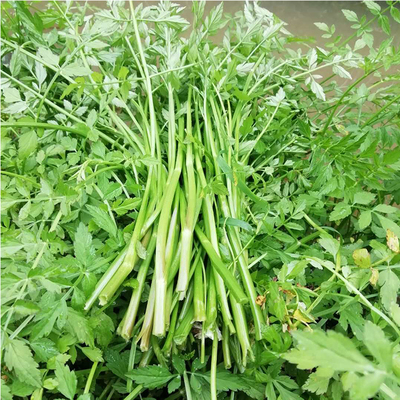 重庆梁平野菜河畔洼地湿地野生水芹菜新鲜时令当季野菜凉拌菜