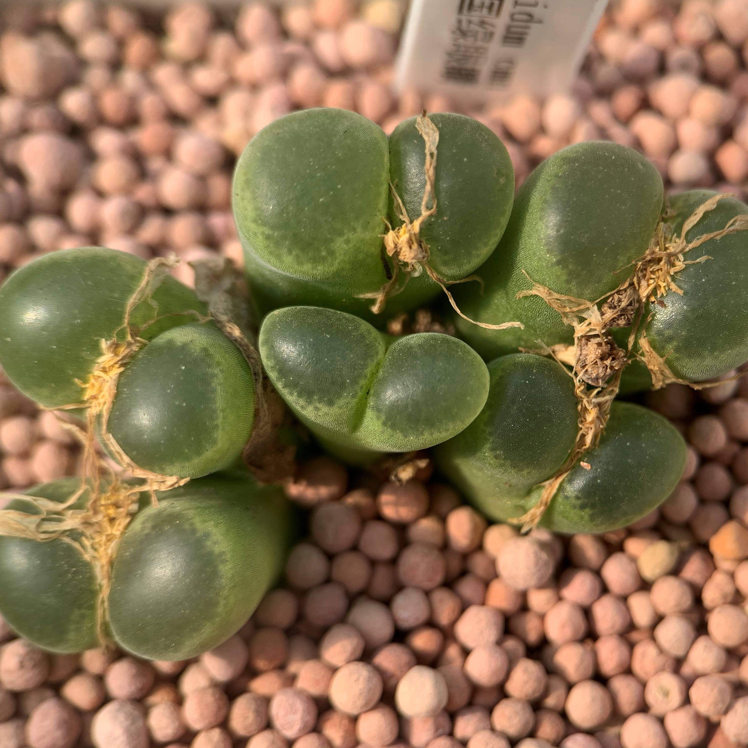 风铃多肉植物番杏肉锥绿眼眼睛conophytumlimpidum多肉植物