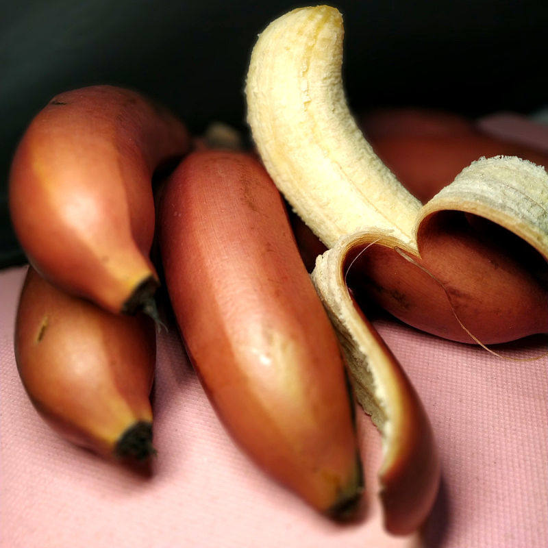 香蕉蕉红新鲜5斤水果包邮土楼红皮苹果美人香蕉