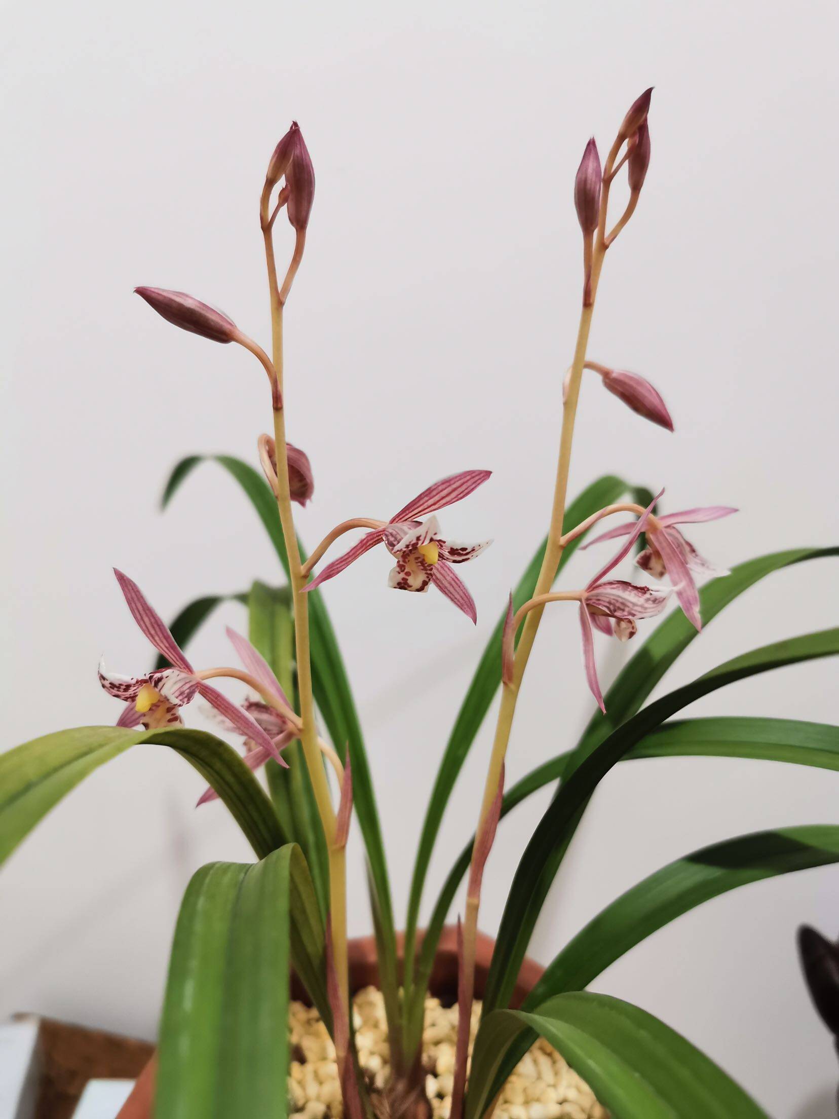 建兰三娘四季兰色花红红色浓香不带花苞好养花卉