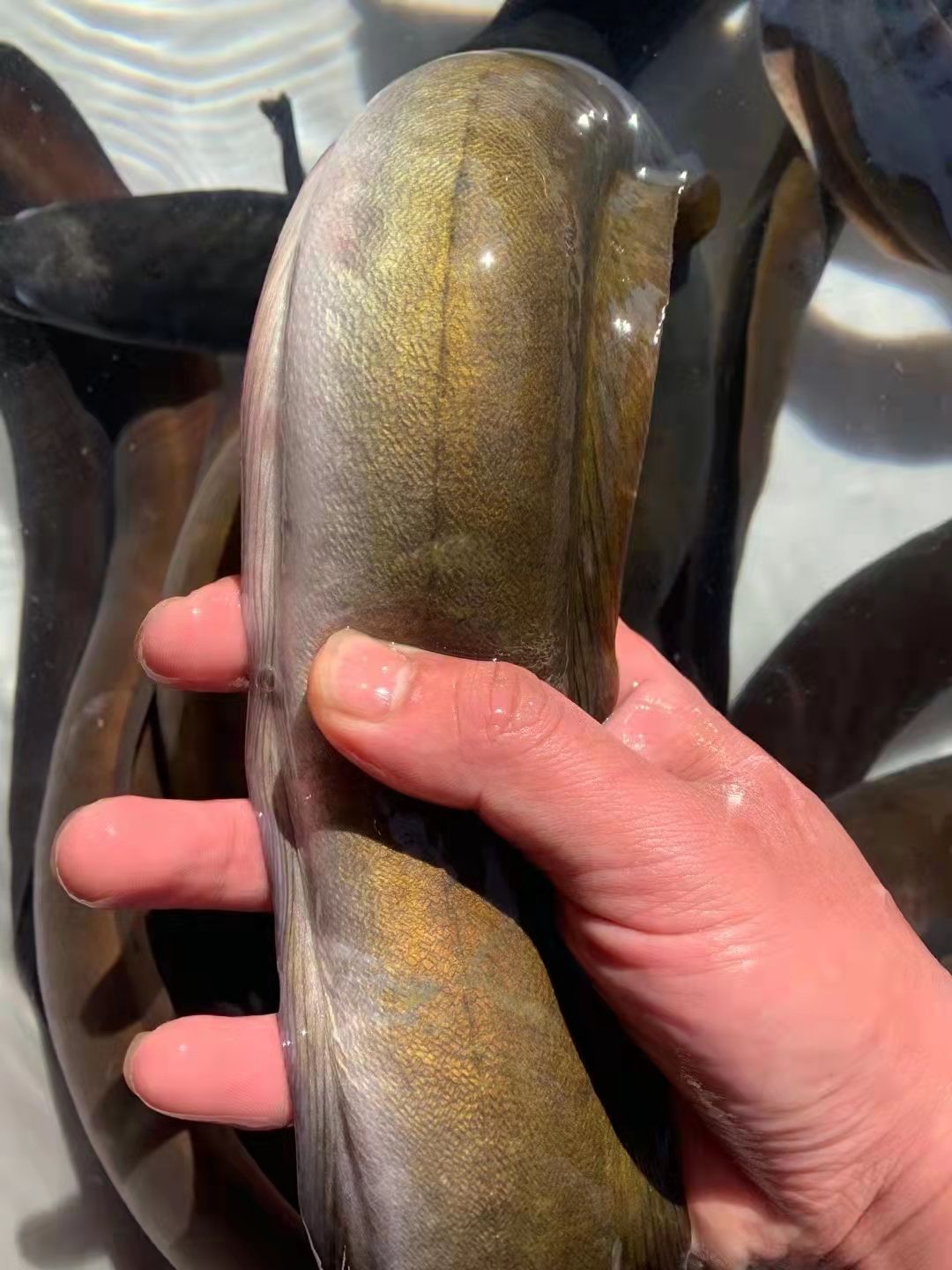 鳗鱼河新鲜鱼鲜鱼鲜活鱼类鳗白新鲜鳗鲡河白鳗河活体淡水鱼类