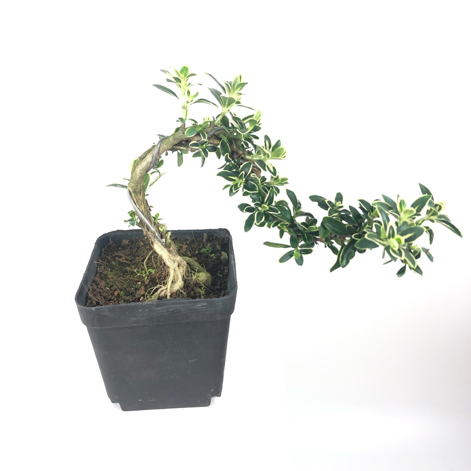 盆景六月雪提根金边盆栽办公桌微型四季常青绿植绿植